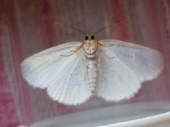 Protitame virginalis