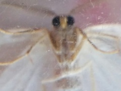 Protitame virginalis