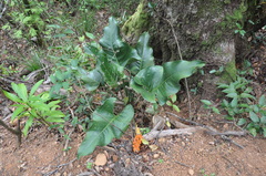 Image of Anthurium cotobrusii