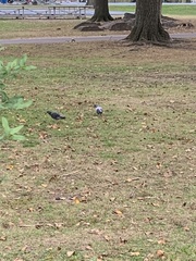 Columba livia domestica