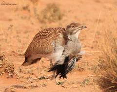 Chlamydotis undulata