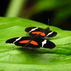 Heliconius clysonymus