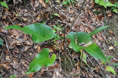 Anthurium cotobrusii