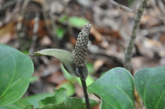 Anthurium cotobrusii