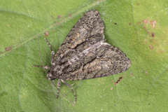 Bryophila raptricula