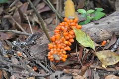 Anthurium cotobrusii