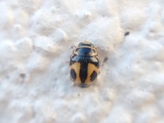Hyperaspis festiva
