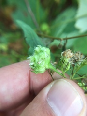 Schizomyia eupatoriflorae