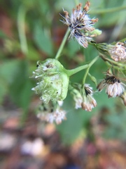 Schizomyia eupatoriflorae
