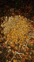 Coprinellus