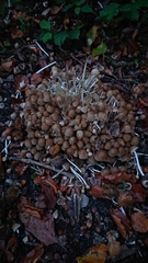 Coprinellus