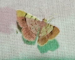 Frederickia flaviterminata