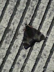 Dysschema leucophaea