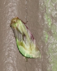 Chamaeclea basiochrea