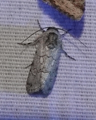 Sympistis sectiloides