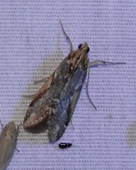 Loxostege albiceralis