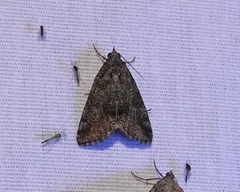 Eubolina impartialis