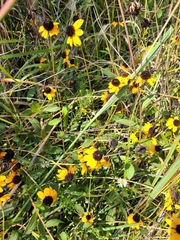Rudbeckia terranigrae