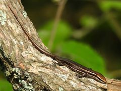 Orosaura nebulosylvestris