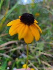 Rudbeckia terranigrae