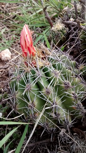 Thelocactus leucacanthus