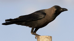 Corvus splendens