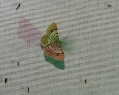 Frederickia flaviterminata