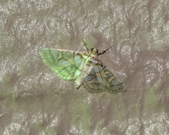 Pseudopyrausta santatalis