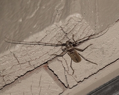 Susuacanga stigmatica