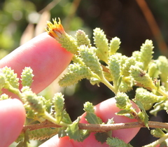 Hazardia squarrosa grindelioides