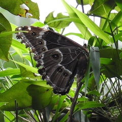 Morpho helenor