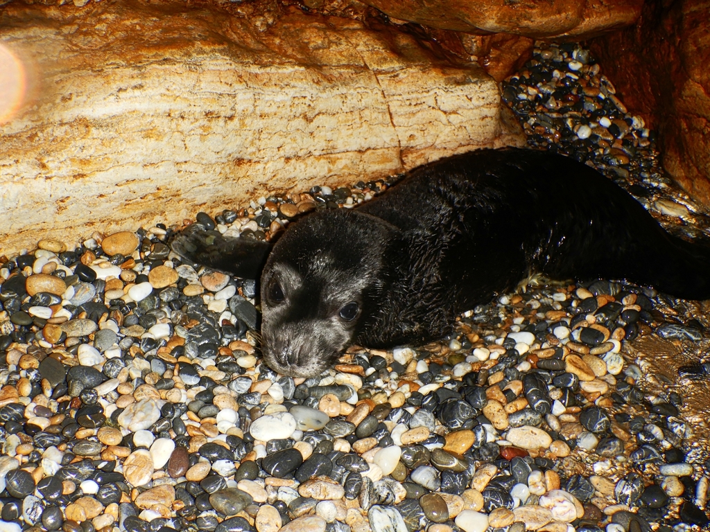 Monk seal in Pelion