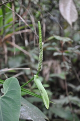 Anthurium folsomianum