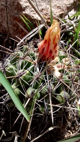 Thelocactus leucacanthus