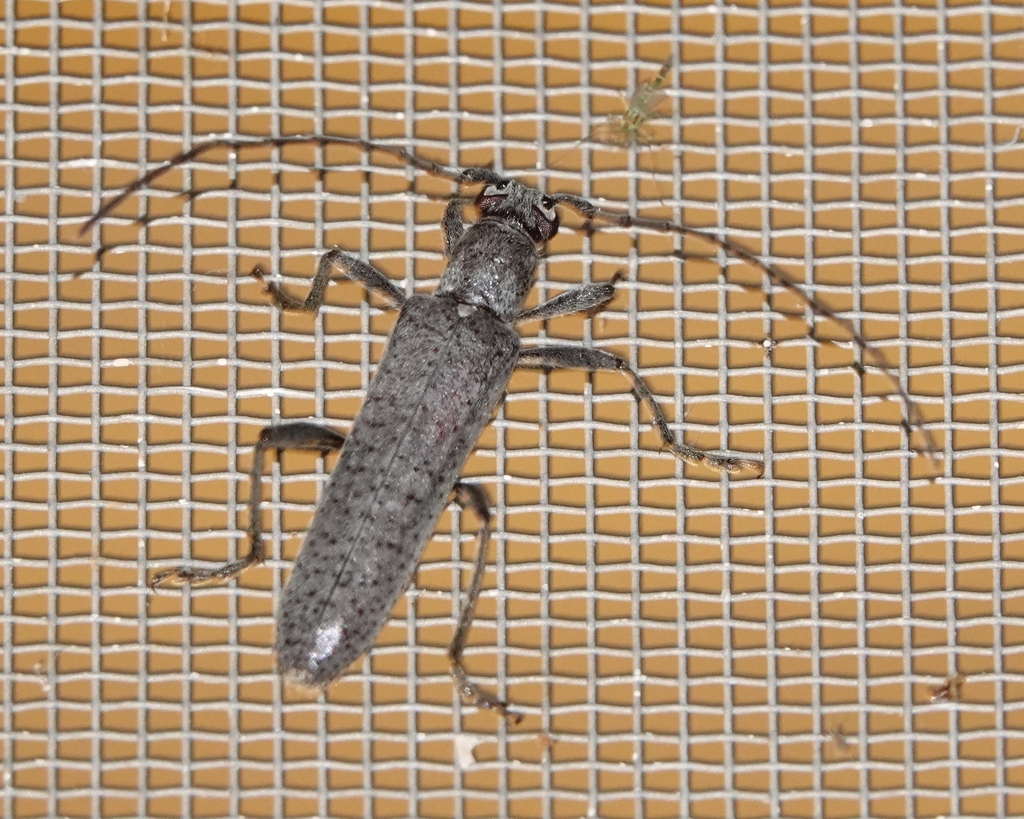 Aneflus prolixus