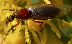 Dilophus tibialis breviceps