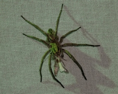 Geolycosa riograndae