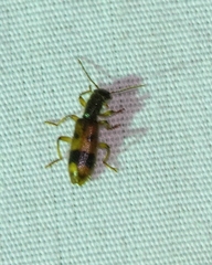 Cymatodera balteata