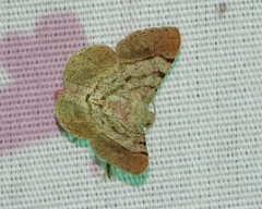 Frederickia flaviterminata