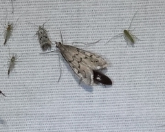 Blepharomastix haedulalis