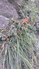 Pitcairnia monticola