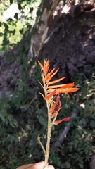 Pitcairnia monticola