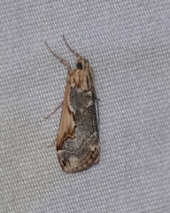Loxostege albiceralis