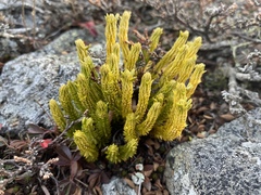 Huperzia appressa