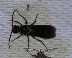 Sphaeropthalma marpesia