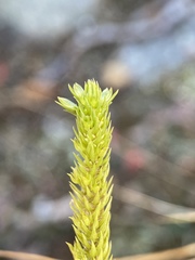 Huperzia appressa