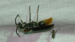 Sphaeropthalma marpesia