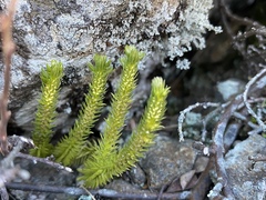 Huperzia appressa
