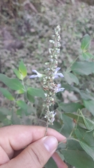 Salvia palmeri