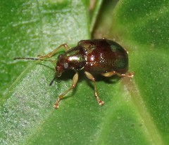 Percolaspis